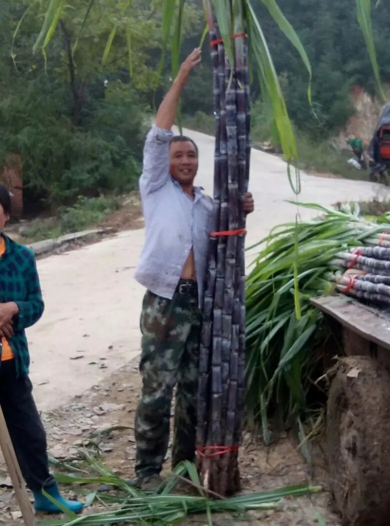 河北华夏保平甘蔗主力山西尾嘴